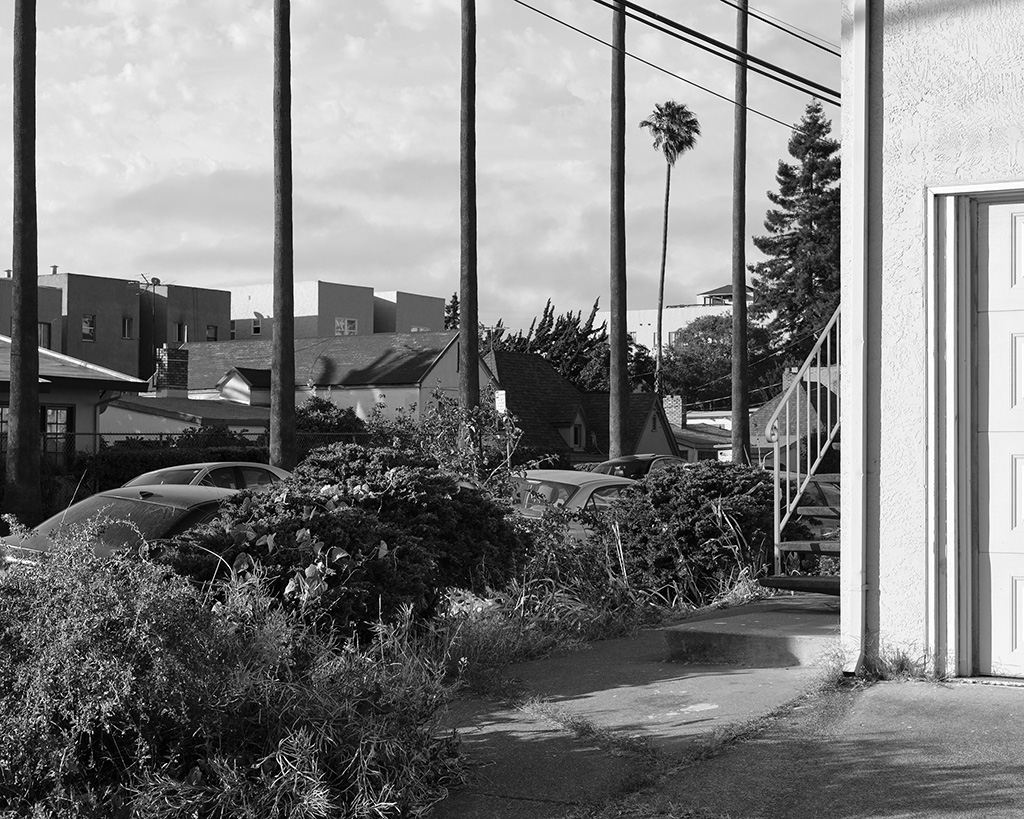 A black and white photograph of a street in Oakland, California showing cars and the trunks of tall palm trees