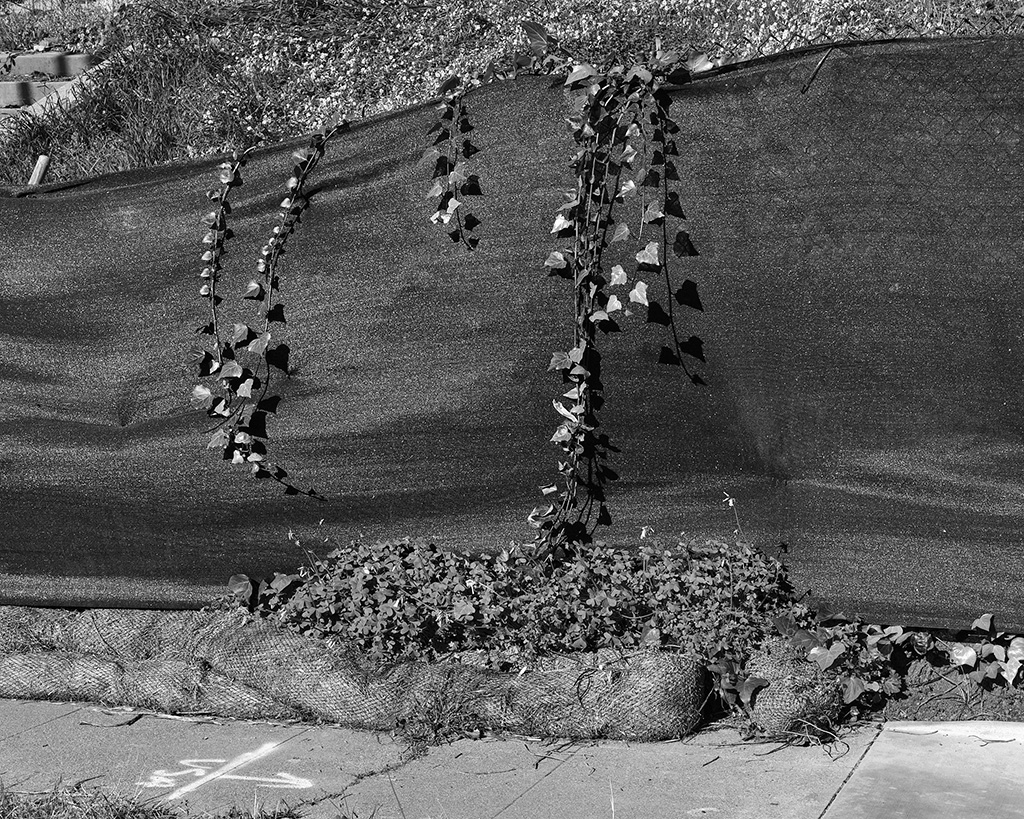 A black and white photograph of ivy growing over a black fabric covered fence in Oakland, California