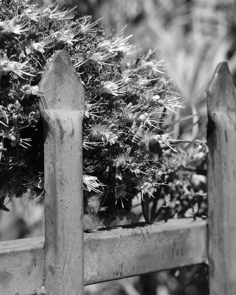 A close up black and white photograph of a bee on a flowering plant beside the tip of a wrought iron fence in Oakland, California's Ivy Hill neighborhood