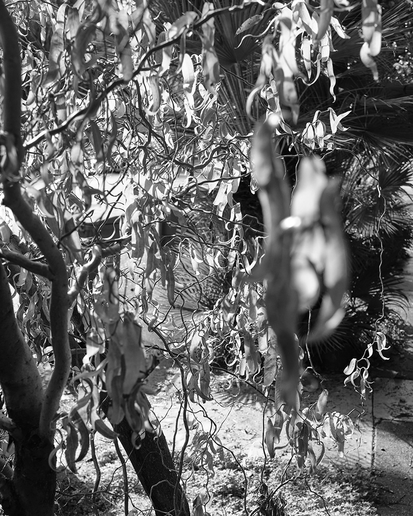 A black and white photograph of plants on the sidewalk in Oakland, California