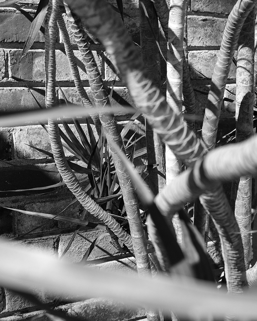 A close up black and white photograph of a tree in front of a brick wall in Oakland, California