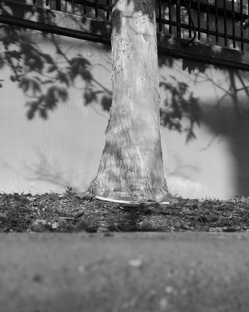 A black and white photograph of the base of a tree, glowing in evening light, in Oakland, California