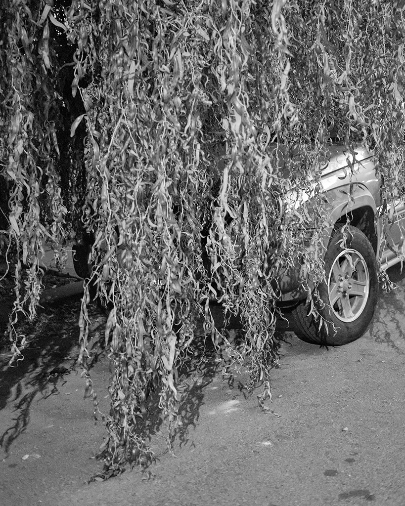 A black and white photograph of a car covered by willows at night in Oakland, California