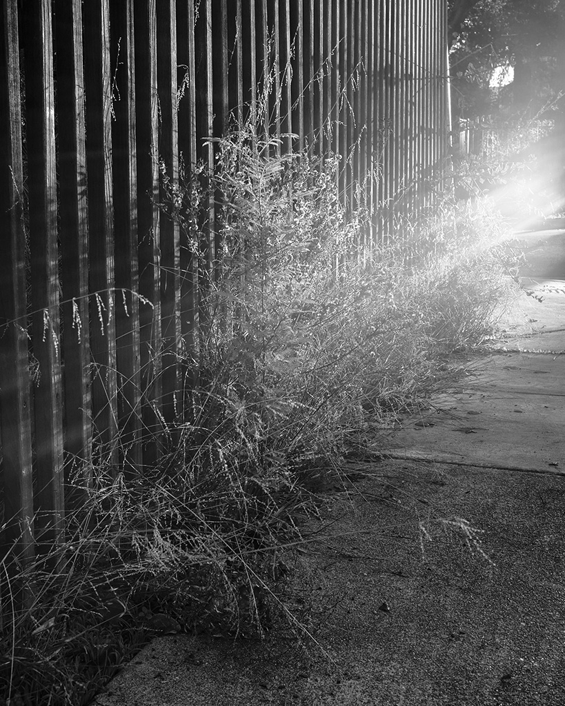 A black and white photograph of a plant growing out of a fence, glowing in late day light, in Oakland, California